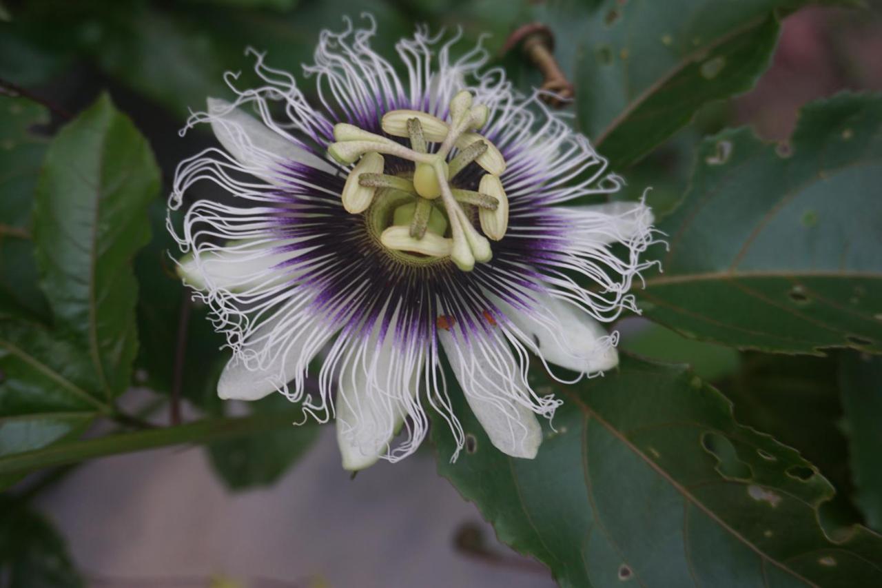 Hospedagem Sabor Da Trilha Vale do Capao Dış mekan fotoğraf