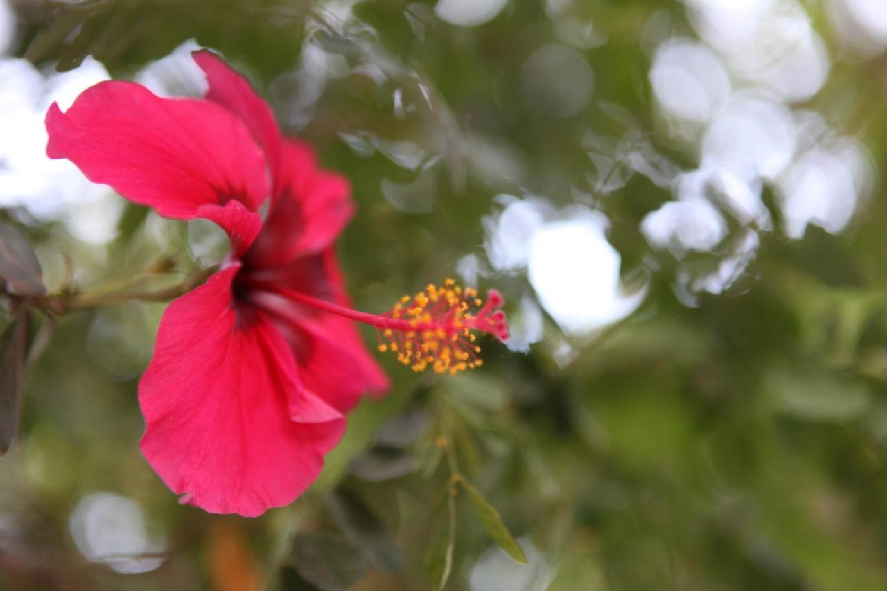 Hospedagem Sabor Da Trilha Vale do Capao Dış mekan fotoğraf